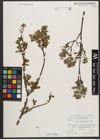 Foto von Salix waldsteiniana Willd.